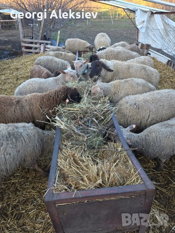 Овце от месодайни породи, снимка 3 - Овце - 53749231