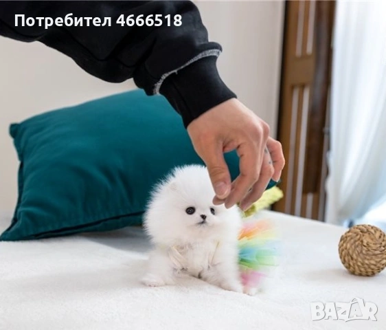 Мини померан, снимка 4 - Померан - 53140233