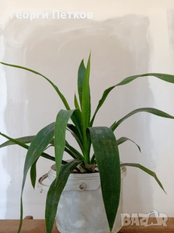 Стайна Палма Юка, около 40 см., снимка 3 - Стайни растения - 51306622
