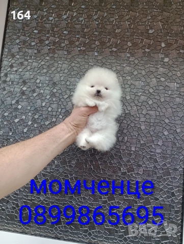 Миниатюрни мини Померани. 