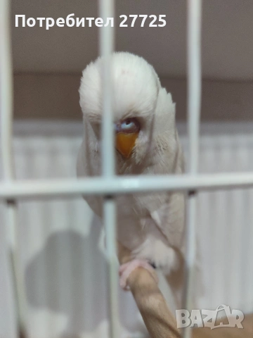 Изложбени папагали , снимка 10 - Папагали - 53290737