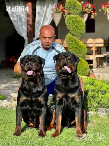 Ротвайлери , снимка 5 - Ротвайлер - 51151661