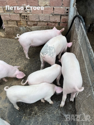 Продавам малки прасета, снимка 3 - Прасета - 52312199