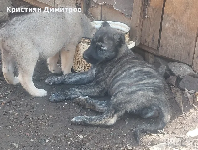Свободни кутрета 2 момичета 