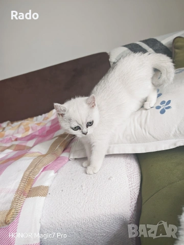 Правоуха сребърна чинчила, снимка 4 - Британска късокосместа - 53138153