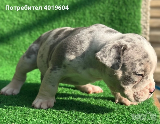 Американско були покет мерле, снимка 15 - Други - 52792170