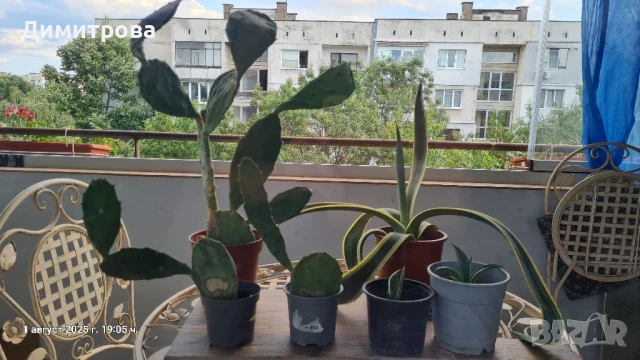 кактуси , агаве, снимка 1