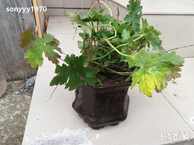 здравец в саксия с почва 2702241606, снимка 8 - Градински цветя и растения - 44495750