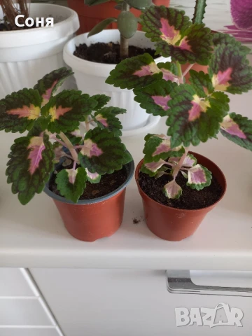 Различни кактуси,каучуково цвете, копривки и др.цветя, снимка 8 - Стайни растения - 50757911