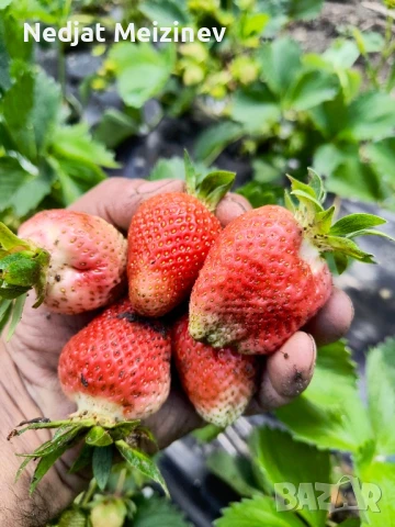 Бяла бреза, снимка 10 - Разсади - 50568007