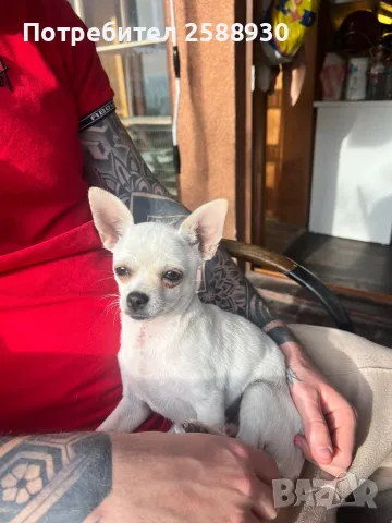 Мъжко чихуахуа , снимка 3 - Чихуахуа - 49884517