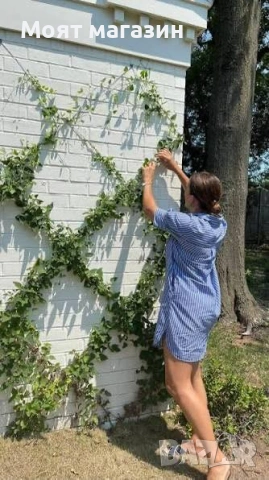 Бръшлян, снимка 3 - Градински цветя и растения - 53645925