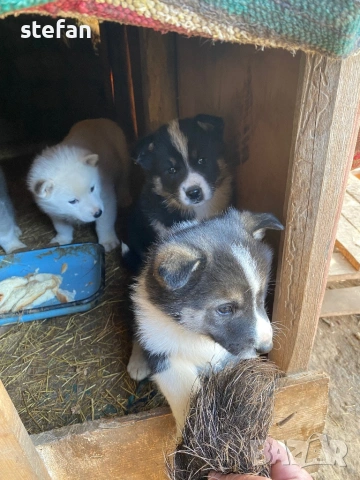 Източносибирски лайки, снимка 2 - Други - 53074104