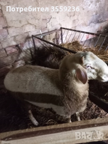 Продавам едногодишен коч,порода АСАФ.