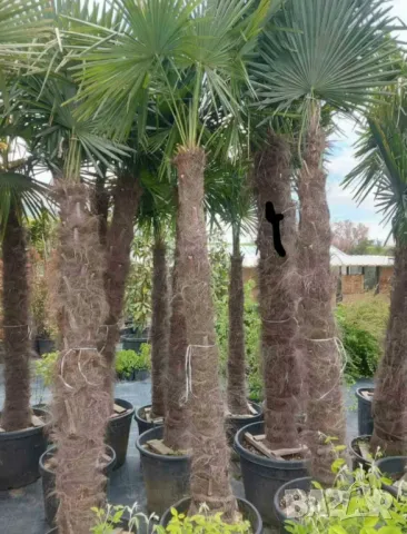 Студоустойчиви палми Трахикарпус  28 годишни, снимка 2 - Градински цветя и растения - 49517686