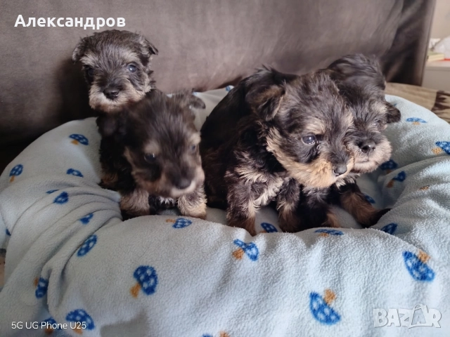 Кученца Цверг Шнауцер , снимка 5 - Други - 52300496