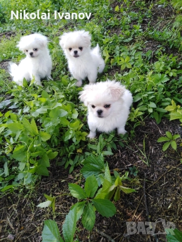 Пекинези чистокръвни с паспорти 