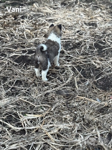 Америкаска акита , снимка 2 - Акита - 53493494