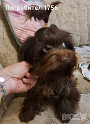 Йоркширски териер, тъмен шоколад., снимка 2 - Йоркширски териер - 52818002