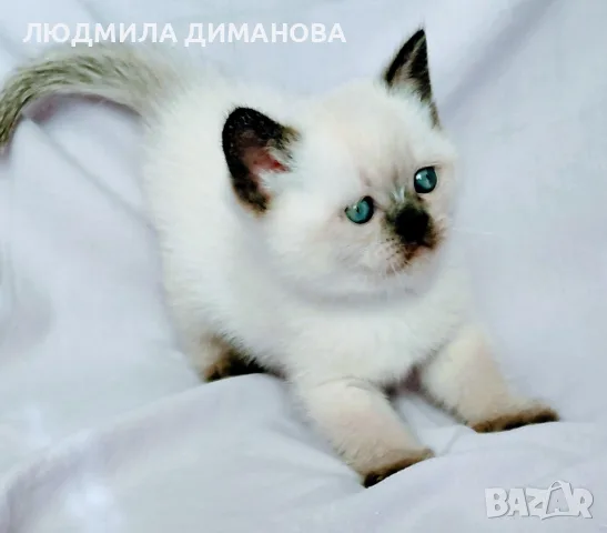 Шотландско колорпойнт момиче. , снимка 3 - Британска късокосместа - 56335914