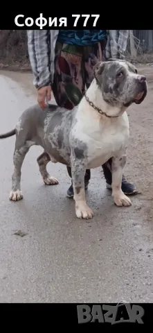 американско були мъжко само за разплод по всяко време София, снимка 2 - Питбул - 49410293