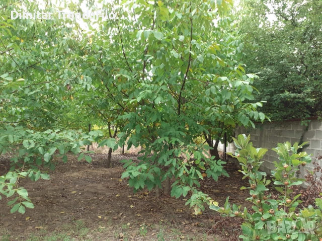 Орехова градина 570 кв.м., с. Виноградец, обл. Пазарджик, 19,000 Евро, снимка 9 - Парцели - 52223300