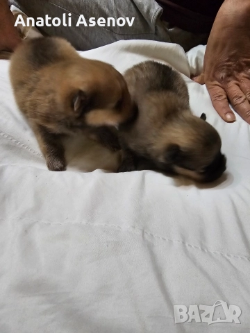 Мини немски шпиц-Померан, снимка 8 - Шпиц - 52797251