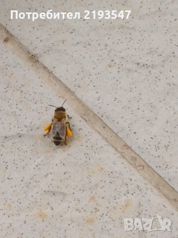 Пчелни майки и отводки , снимка 5 - За пчели - 53461329