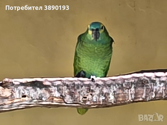 Синьочела амазона 