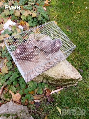 Продавам гълъби Димкежи, снимка 7 - Гълъби - 52623578