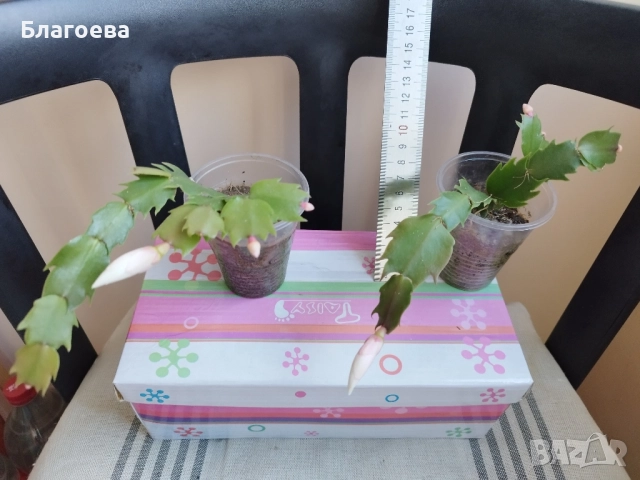 Мини Коледниче светло-розово, снимка 9 - Стайни растения - 51988049