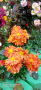 Продавам различни видове хризантеми , снимка 1 - Градински цветя и растения - 44752282