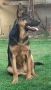 женска немска овчарка , снимка 4