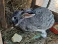 продавам зайци - различни породи и възрасти, снимка 6