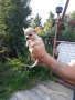 Мини пинчери и чихупинчери, снимка 8