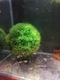 Продавам рибки , снимка 7