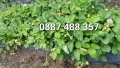 Продавам разсад ягоди , снимка 3