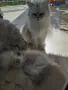 Персийски принц на символична цена, снимка 4