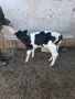 Продавам 3 бр.телета, снимка 2
