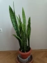 Фикус бенджамин 170см, драцена 120см, снимка 17