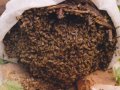 продавам пчелни семейства в Тръвни, снимка 1