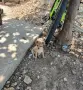 Пинчер.         ., снимка 1