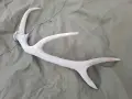 Еленов рог масивен, снимка 1