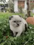 Клепоухи Британчета, снимка 2