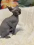 Канадски сфинкс момченце , снимка 2