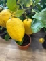 🍋🍋🍋Цитрус Лимон, снимка 4
