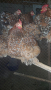 Продавам оплодени яйца от Мини Кохин порцелан , снимка 1 - Кокошки и пуйки - 44776084