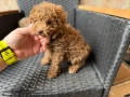 Мини Пудели Актуално от 27.2.2026, снимка 6