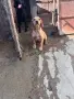 Подарявам кучита за труфели или за домашно куче порода кокер/логото / , снимка 2
