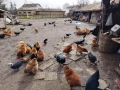 породисти кокошки , снимка 10